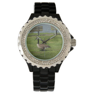 Canada Goose Watch