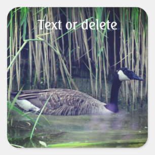 Canada Goose Wildlife Nature Personalized Square Sticker