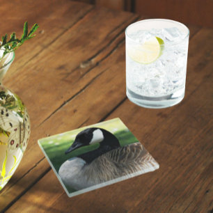 Canada Goose Wildlife Photo Glass Coaster