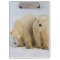 Canada, Hudson Bay. Polar bear mother with two