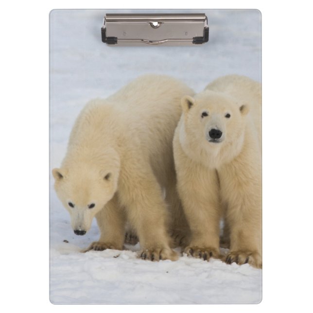 Canada, Hudson Bay. Polar bear mother with two Clipboard (Front)