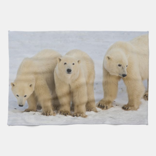 Canada, Hudson Bay. Polar bear mother with two Kitchen Towel (Horizontal)