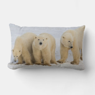 Canada, Hudson Bay. Polar bear mother with two Lumbar Pillow