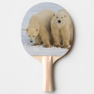 Canada, Hudson Bay. Polar bear mother with two Ping Pong Paddle