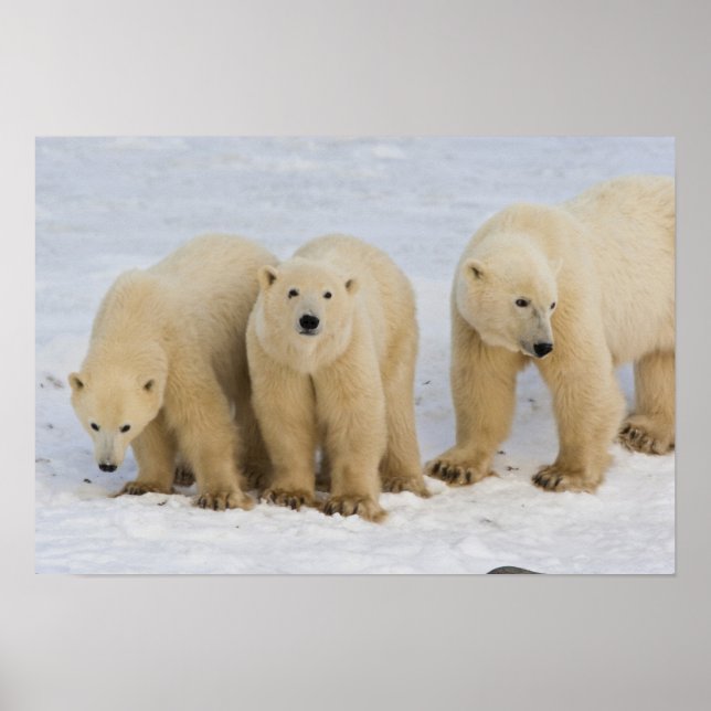 Canada, Hudson Bay. Polar bear mother with two Poster (Front)