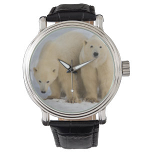 Canada, Hudson Bay. Polar bear mother with two Watch