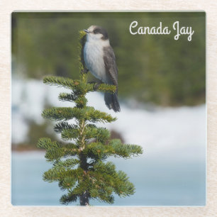 Canada jay glass coaster