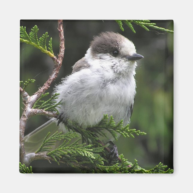 Canada Jay Magnet (Devant)