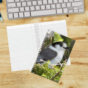 Canada Jay Nature Photo Notebook