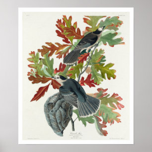 Canada Jay par Audubon Poster