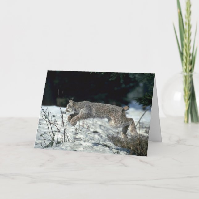 Canada lynx leaping, bounding on snow card (Front)