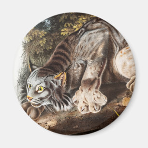 Canada Lynx (Lynx Canadensis) Illustration Magnet