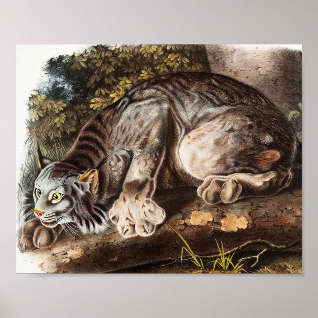 Canada Lynx (Lynx Canadensis) Illustration Poster (Front)