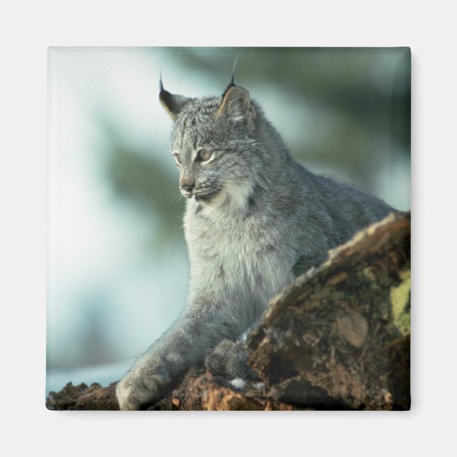 Canada lynx magnet (Front)