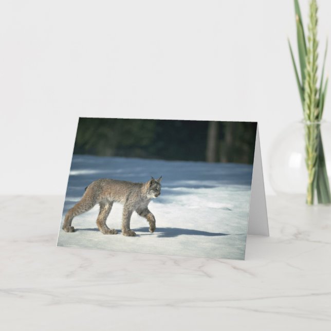 Canada lynx on snow card (Front)