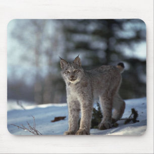 Canada lynx on snow mouse pad
