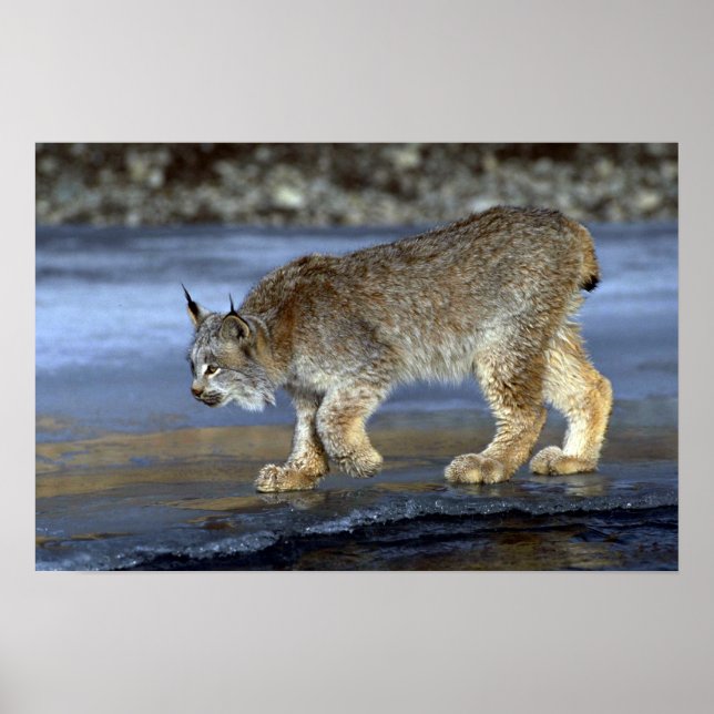 Canada lynx, winter poster (Front)