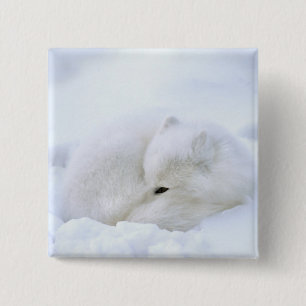 Canada, Manitoba, Churchill. Arctic Fox 2 Inch Square Button