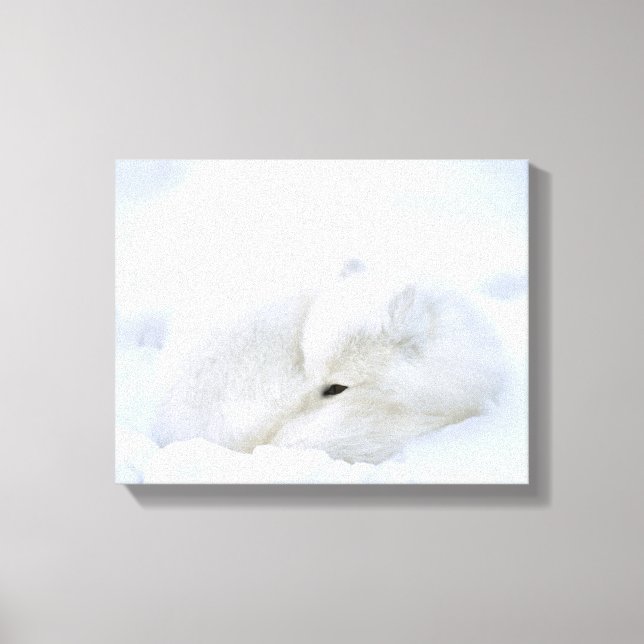 Canada, Manitoba, Churchill. Arctic Fox Canvas Print (Front)