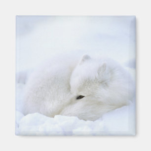 Canada, Manitoba, Churchill. Arctic Fox Magnet