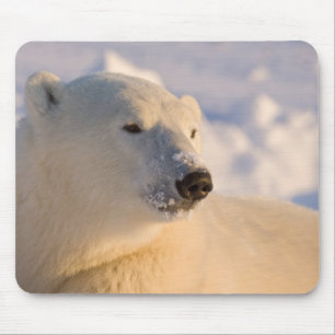 Canada, Manitoba, Hudson Bay Polar Bear Mouse Pad