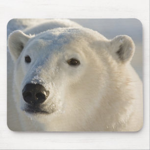 Canada, Manitoba, Hudson Bay   Polar Bear Mouse Pad