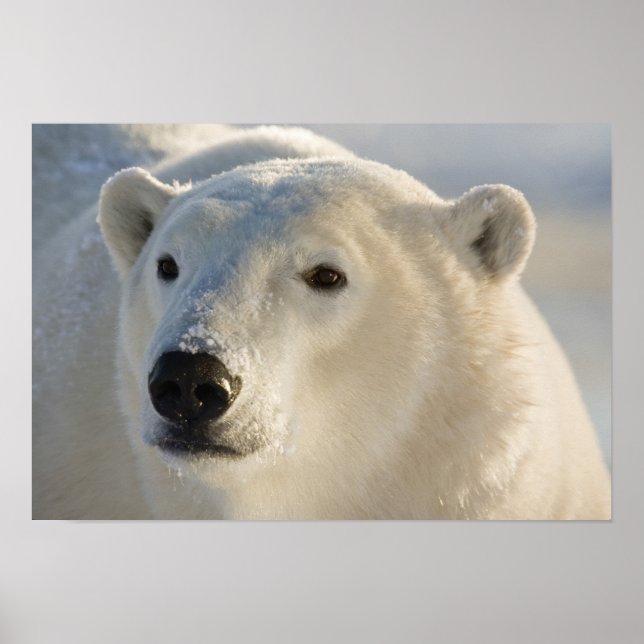 Canada, Manitoba, Hudson Bay | Polar Bear Poster (Front)