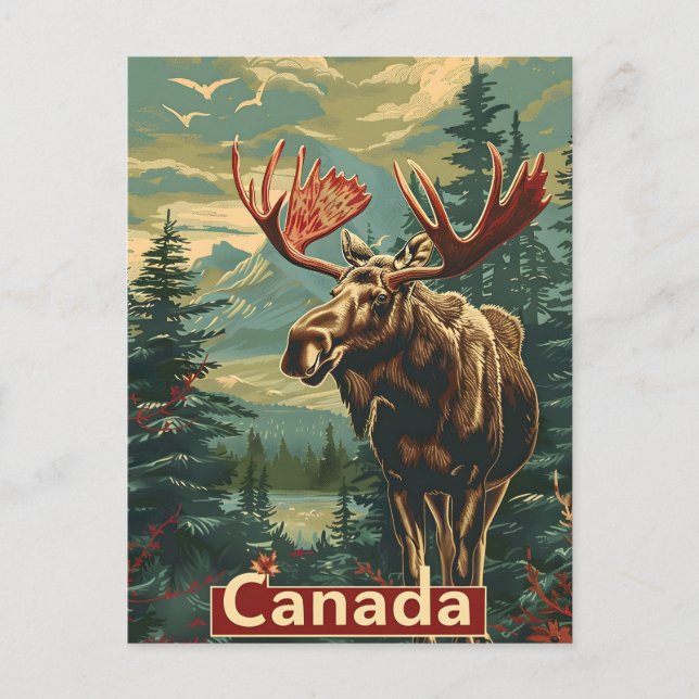 Canada Moose Vintage Postcard (Front)