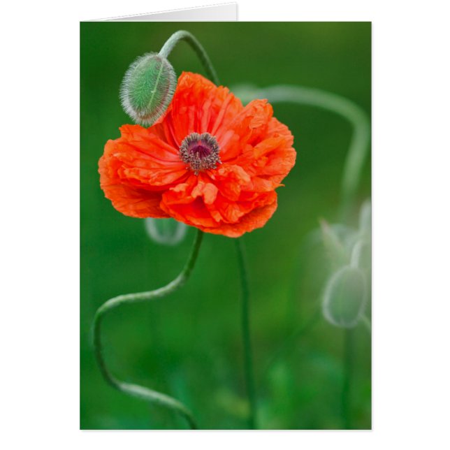 Canada, New Brunswick, , (Front)