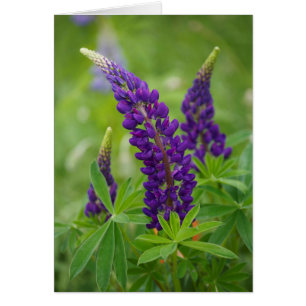 Canada, New Brunswick, .