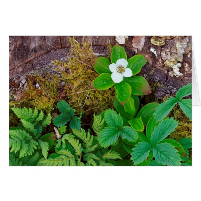 Canada, New Brunswick, ,  2 (Front Horizontal)