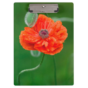 Canada, New Brunswick, , Clipboard
