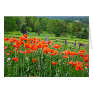 Canada, New Brunswick, . Landscape