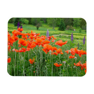 Canada, New Brunswick, . Landscape Magnet