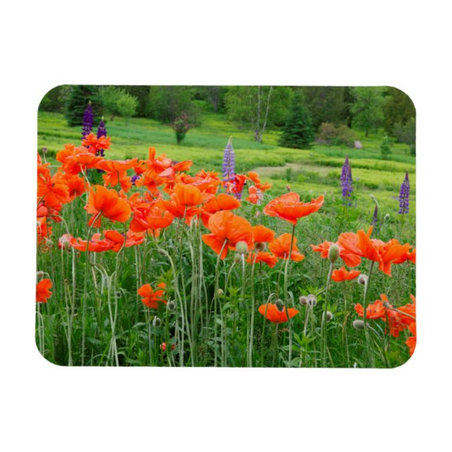 Canada, New Brunswick, . Landscape Magnet (Horizontal)