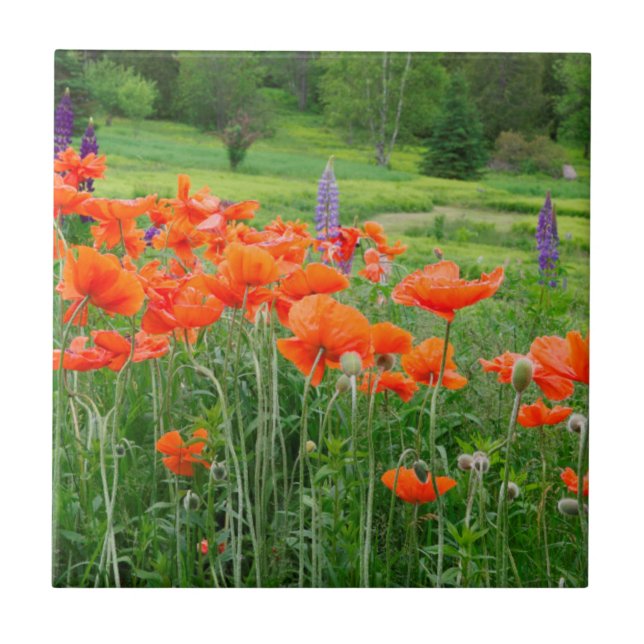 Canada, New Brunswick, . Landscape Tile (Front)