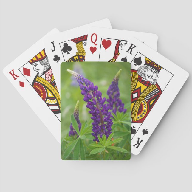 Canada, New Brunswick, . Playing Cards (Back)