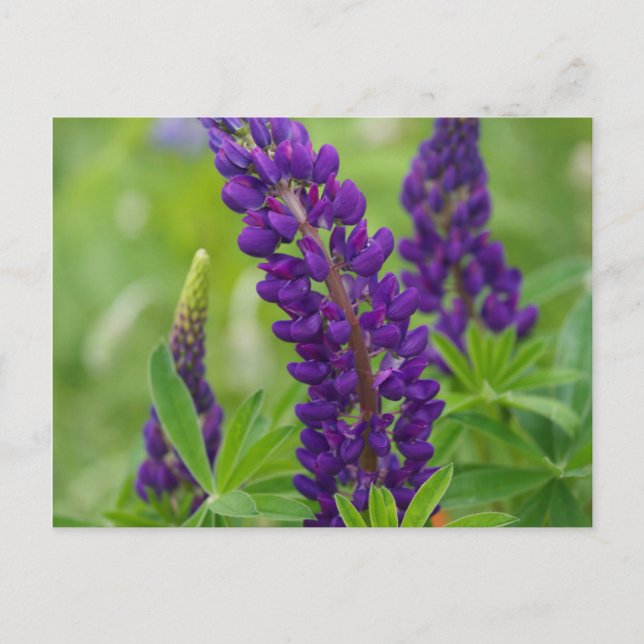 Canada, New Brunswick, . Postcard (Front)