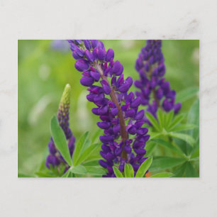 Canada, New Brunswick, . Postcard