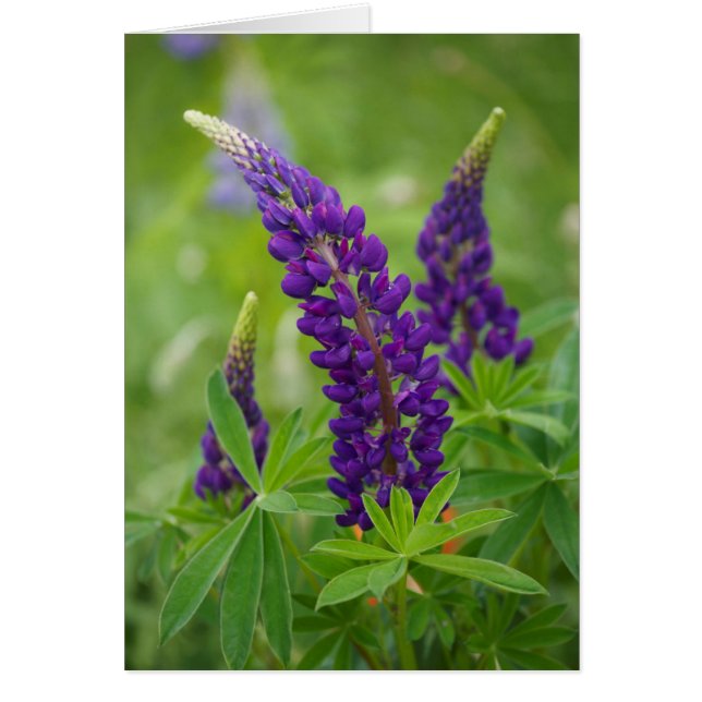 Canada, Nouveau-Brunswick, (Devant)