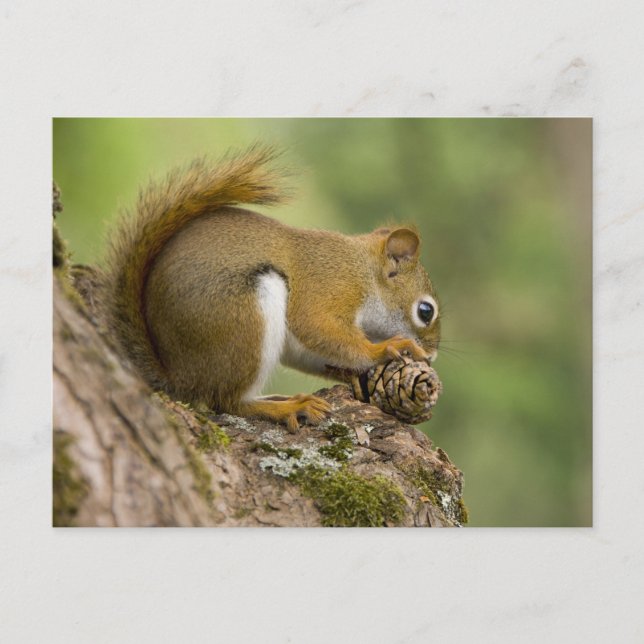 Canada, Nova Scotia, Halifax. Public Gardens, Postcard (Front)