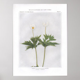 Canada or Round-Leaved Anemone Poster