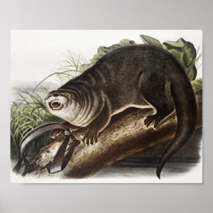 Canada Otter (Lutra Canadensis) Illustration Poster