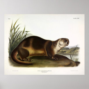 Canada Otter, North American River Otter - Audubon Poster