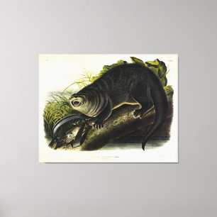 Canada Otter (River Otter) - Audubon's Quadrupeds Canvas Print