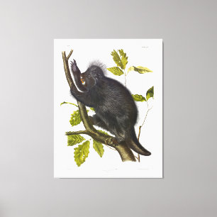 Canada Porcupine or North American Porcupine Canvas Print