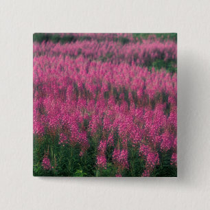 Canada, Quebec, Gaspe. Purple Lythrum Flowers, 2 Inch Square Button