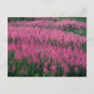 Canada, Quebec, Gaspe. Purple Lythrum Flowers, Postcard