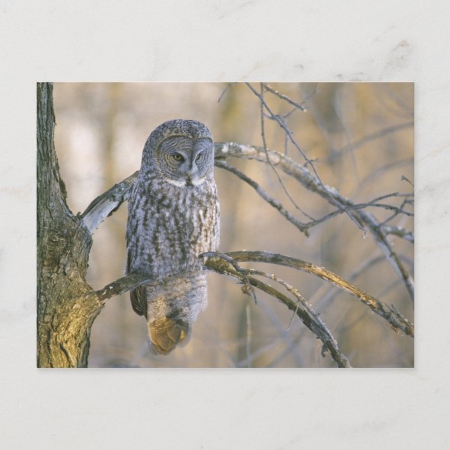 Canada, Quebec. Great gray owl perched on tree Postcard (Front)