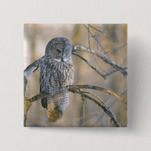Canada, Quebec. Great grey owl perched on tree 2 Inch Square Button